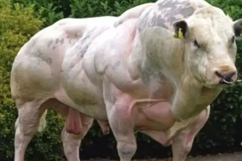 Imponujący belgian blue byk o niezwykle rozwiniętej muskulaturze, stojący na tle zieleni.
