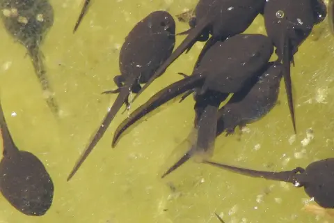 Un groupe de têtards nageant dans une eau stagnante trouble. Leurs corps sombres et leurs queues fines se confondent avec le fond verdâtre.