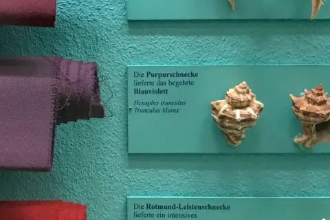 Purpura tyryjska, czyli barwnik z rozgwiazd, prezentowana obok muszli Hexaplex trunculus.