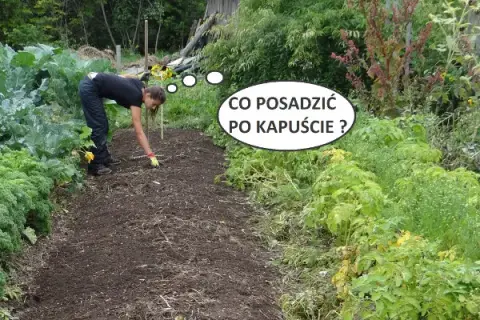 Co po czym siać na działce, by uniknąć błędów w uprawach?
