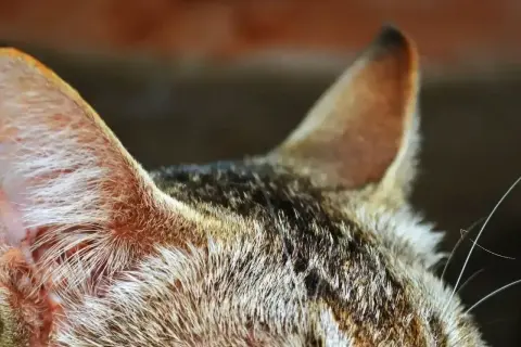 Zbliżenie na uszy kota, które mogą być oznaką chorób uszu u kota. Widać sierść i fragment głowy.