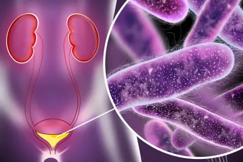 Układ moczowo-płciowy z powiększeniem bakterii. Ilustracja może pomóc zrozumieć chlamydia objawy u mężczyzn.