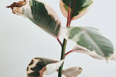 Fikus med variegerade blad. Vissa blad har bruna prickar och torra kanter, vilket tyder på att den behöver lite extra kärlek.