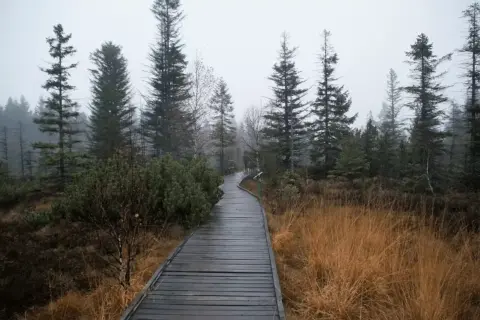 Drewniana kładka wije się przez mgliste torfowisko Tarnawa, otoczone wysokimi świerkami i suchą trawą.