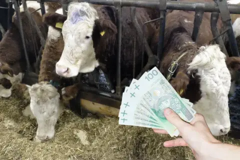 Ręka pokazuje stos banknotów 100 zł na tle krów w oborze. Taka byd cena może być opłacalna.