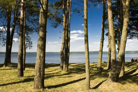 Słoneczna mazurska plaża z sosnami w tle. W oddali widać jezioro i ludzi odpoczywających na trawie.