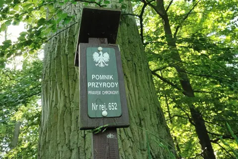 Tabliczka informuje, że to pomnik przyrody nr rej. 652. Stary, potężny dąb w lesie, chroniony prawem.
