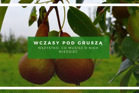 Wczasy pod gruszą: wszystko, co musisz wiedzieć. Dojrzałe gruszki zwisają z gałęzi, zapraszając do relaksu.