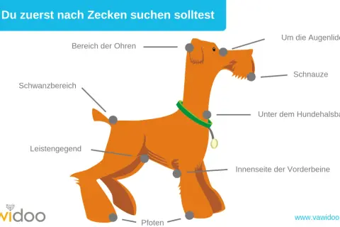 Illustration zeigt, wo man bei Hunden nach Zecken suchen sollte: Ohren, Schnauze, Augenlider, Halsband, Leisten, Schwanz, Beine, Pfoten. Zeckenzeit Hunde.