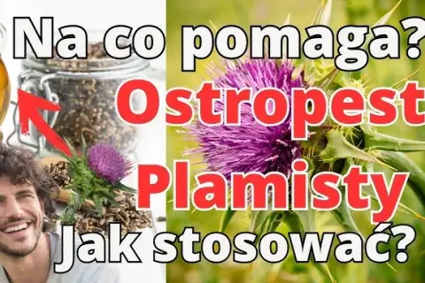 Mielony ostropest: Jak stosować? Wątroba Ci podziękuje!
