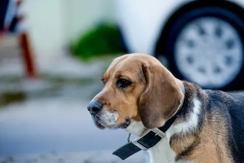 Beagle w obroży, gotowy do nauki komend. Czeka na smakołyk i pochwałę.