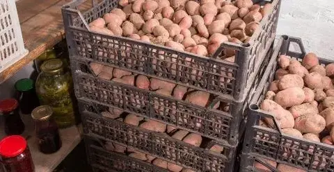Wie Kartoffeln lagern ohne Keller: Die besten Tipps für frische Kartoffeln