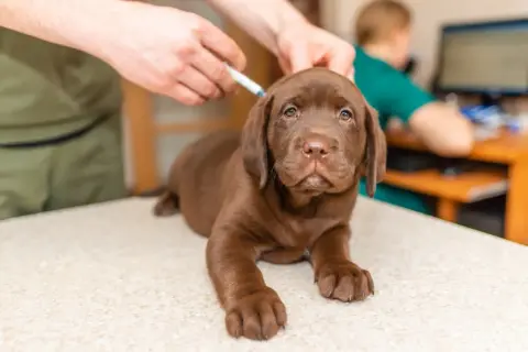A brown Labrador puppy receives its parvovirus vaccine from a veterinarian, ensuring a healthy start to life.