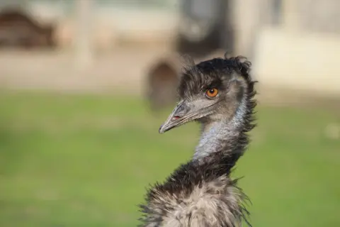 Primo piano di un emù con occhio arancione brillante. Le recensioni su Emu Australia lodano la sua fauna unica.
