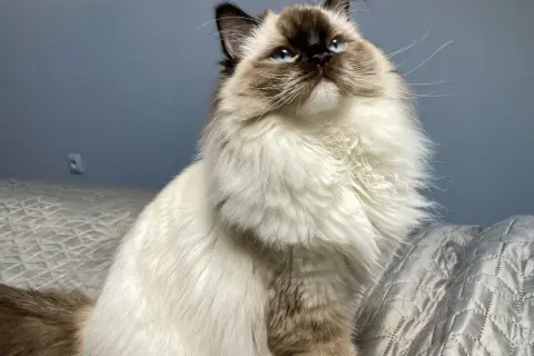 Piękny ragdoll z niebieskimi oczami siedzi na rękach, otulony puszystym futrem.