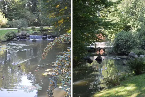 Urokliwe jeziora w parku mużakowskim, z kaskadą i mostkiem, otoczone zielenią. Kaczki pływają po spokojnej wodzie.