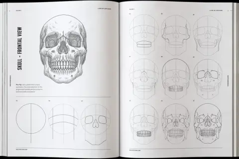 Detailed skull design illustration showing a step-by-step guide to drawing a human skull from various angles.