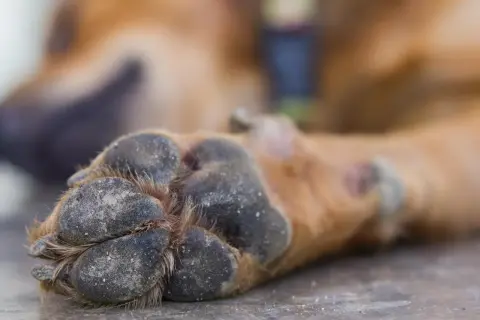 Almohadillas de perro con tierra, buscando remedios caseros para hidratar las almohadillas de los perros.