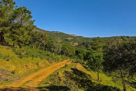 Camino rural en un bosque frondoso, con colinas verdes y un cielo azul despejado. Una **miranda del rey** natural.