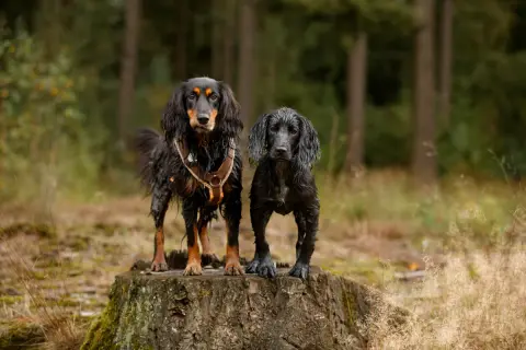 Zwei nasse Hunde stehen auf einem Baumstumpf im Wald. Sie warten geduldig auf das nächste Kommando für ihre Hunde Tricks.