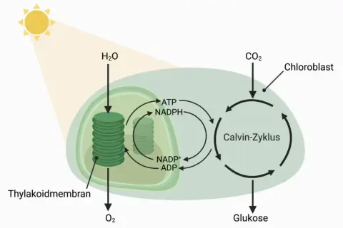 Schema des fotosynthese ablauf: Sonnenlicht, H₂O und CO₂ werden in einem Chloroplasten zu Glukose umgewandelt. O₂ wird freigesetzt.
