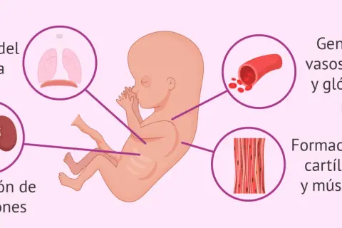 Feto en semana 11 de embarazo. Se muestran el desarrollo del diafragma, riñones, vasos sanguíneos, glóbulos rojos, cartílagos y músculos.