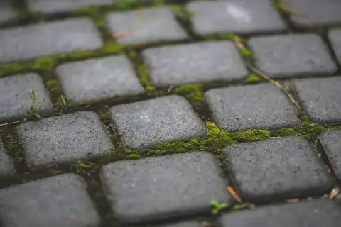 Szara kostka brukowa z zielonym mchem między fugami. Dowiedz się, jak usunąć mech z kostki, by odzyskać jej pierwotny wygląd.