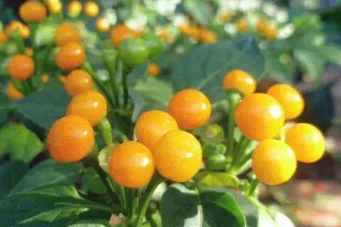 Leuchtend orange Chili-Früchte, die den teuersten Pfeffer der Welt darstellen, reifen an einem grünen Strauch.