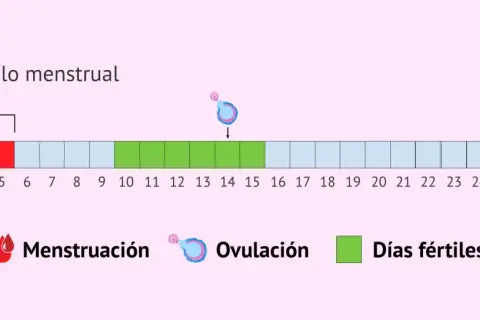 Diagrama del ciclo menstrual: días de menstruación (rojo), ovulación (rosa) y días fértiles (verde) para ayudarte a quedarte embarazada.