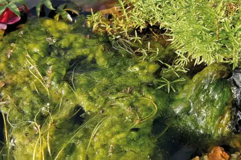 Un tapis d'algues vertes et brillantes dans l'eau, avec des plantes aquatiques et des cailloux. Les algues sont-elles des plantes ? La nature nous pose des questions.
