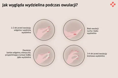 Ciąża po owulacji? Szanse, żywotność komórki jajowej i okno płodności