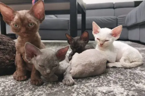 Czarny Devon Rex - wyjątkowy kot o niezwykłym charakterze i pielęgnacji