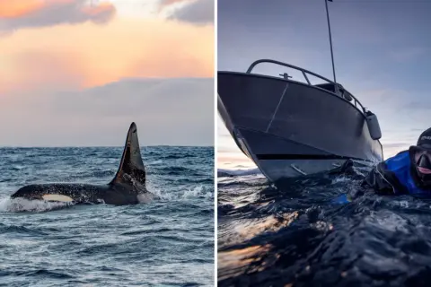 En spännande valsafari i Norge. En späckhuggare bryter ytan vid solnedgången, medan en dykare i våtdräkt nära en båt förbereder sig för ett kallt äventyr.