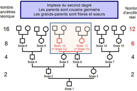 Arbre généalogique montrant un implexe du second degré, où les parents sont cousins germains. Les archives 47 état civil pourraient documenter de telles unions.
