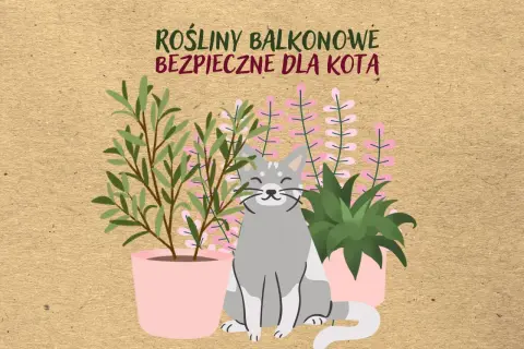 Uśmiechnięty kot siedzi wśród roślin balkonowych bezpiecznych dla kota.