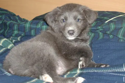 Ein süßer, grauer Australian Shepherd Welpe liegt auf einer karierten Decke.
