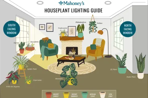 Illustration of a living room with various houseplants, showing ideal placement for best indoor lighting based on window direction and light levels.