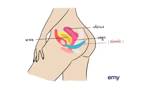Schéma du bassin féminin montrant utérus, vagin, vessie et périnée. Peut-on faire la rééducation du périnée enceinte ? Oui, c'est même conseillé.