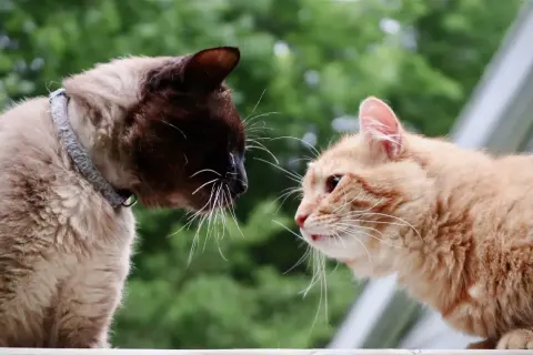Two cats, one Siamese and one orange tabby, cautiously sniff each other, a moment captured in the art of how to introduce cats.
