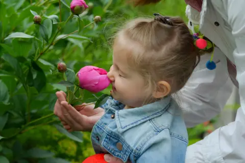 Liten flicka njuter av doften från en rosa pion. En vacker dag att plantera pioner i trädgården.
