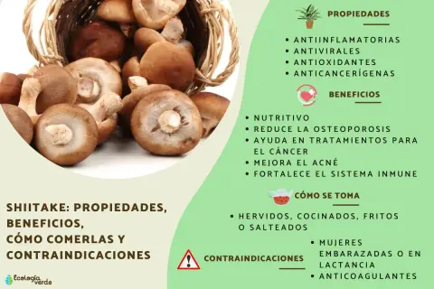 Hongos shiitake que es: nutritivos, antiinflamatorios y anticancerígenos. Se comen hervidos, cocinados o salteados.