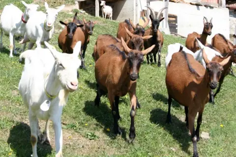Un gregge di capre, tra cui alcune bianche e altre marroni, pascola su un prato verde. Sembra una riunione di tutte le razze di capre italiane.