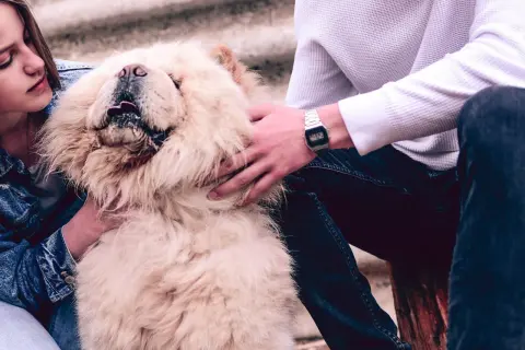 Chow chow sierść czy włosy? Poznaj tajemnice pielęgnacji i charakterystyki