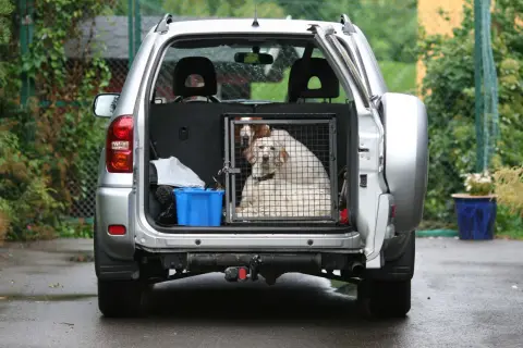 Deux chiens sont dans une cage dans le coffre d'une voiture argentée. Une solution pour comment attacher son chien dans le coffre en toute sécurité.