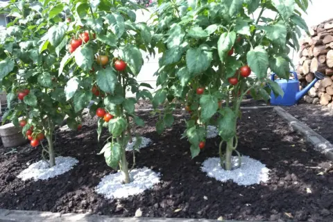 Des plants de tomates bien garnis de fruits rouges, prêts à être récoltés. Quel engrais pour les tomates afin d'obtenir une telle abondance ?