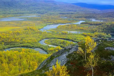 Vacker höstfärgad natur med en slingrande flod i Vadvetjåkka nationalpark.