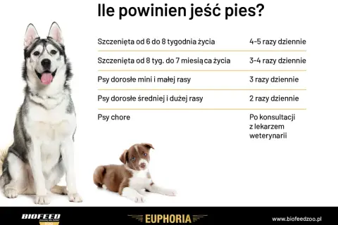 Jak karmić psa? Tabela podpowiada: szczenięta jedzą częściej, dorosłe psy rzadziej. Chore psy – konsultacja z weterynarzem.