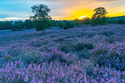 Blühende Heide in der Westruper Heide bei Sonnenuntergang. Ein perfekter Ort zum Wandern und Genießen der Natur.