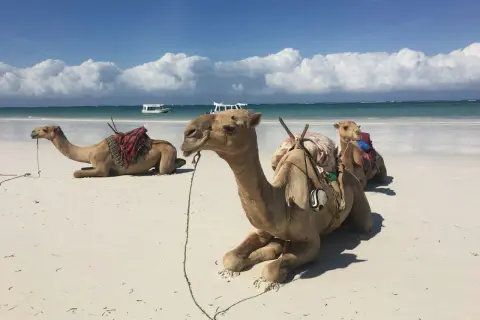 Trzy wielbłądy odpoczywają na piaszczystej plaży Diani Beach. W tle turkusowe morze i białe chmury.