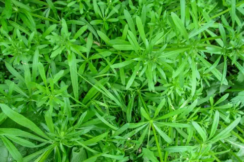 Gęsty dywan zielonych liści przytulii czepnej, tworzący naturalny krajobraz.